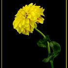  Yellow dahlia on a black background