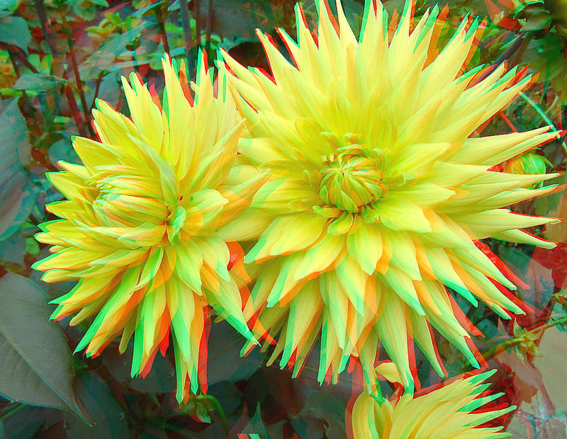 Yellow dahlias