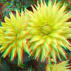 Yellow dahlias