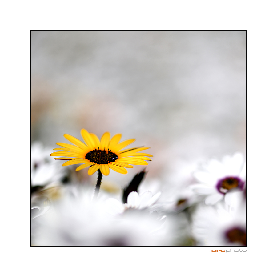 yellow-daisy