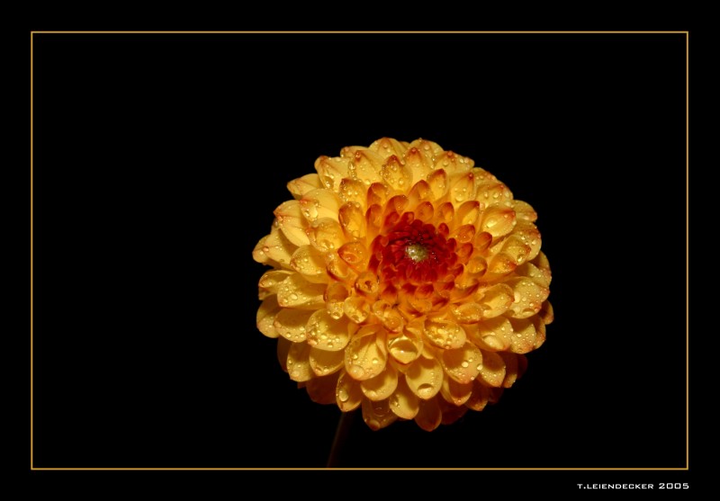 ~~ yellow dalia ~~~