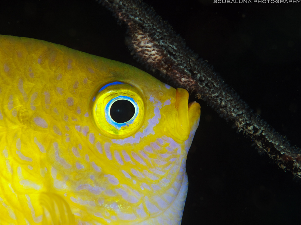 Yellow Damsel/Goldener Riffbarsch (Amblyglyphidodon aureus)