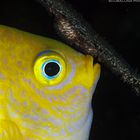 Yellow Damsel/Goldener Riffbarsch (Amblyglyphidodon aureus)