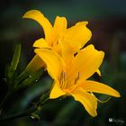 Yellow Day-lily