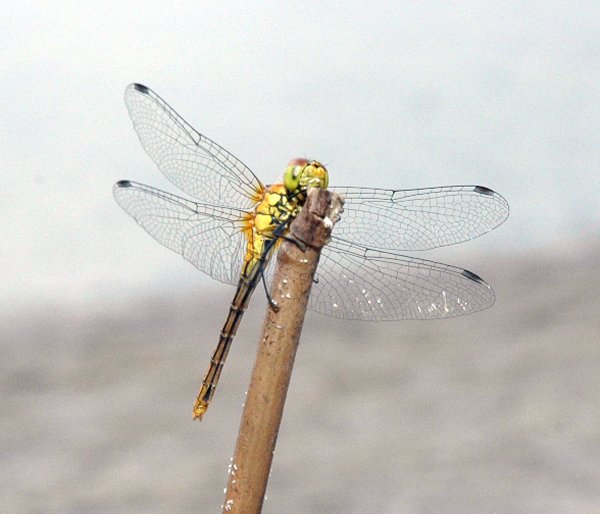 Yellow Dragonfly