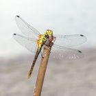 Yellow Dragonfly