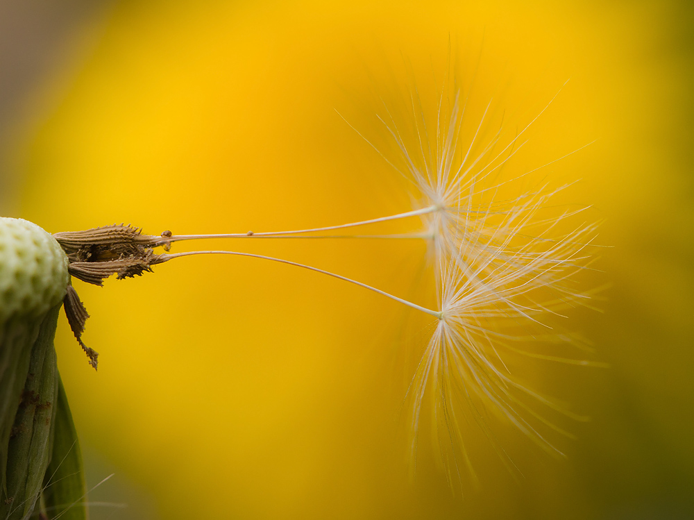 Yellow dream von Matthias Schotthöfer 