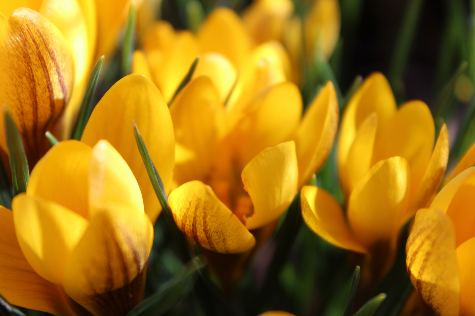 yellow dreaming Foto & Bild spezial, outdoor, makro Bilder auf