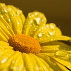 Yellow drops