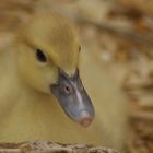 yellow duckling