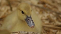 yellow duckling