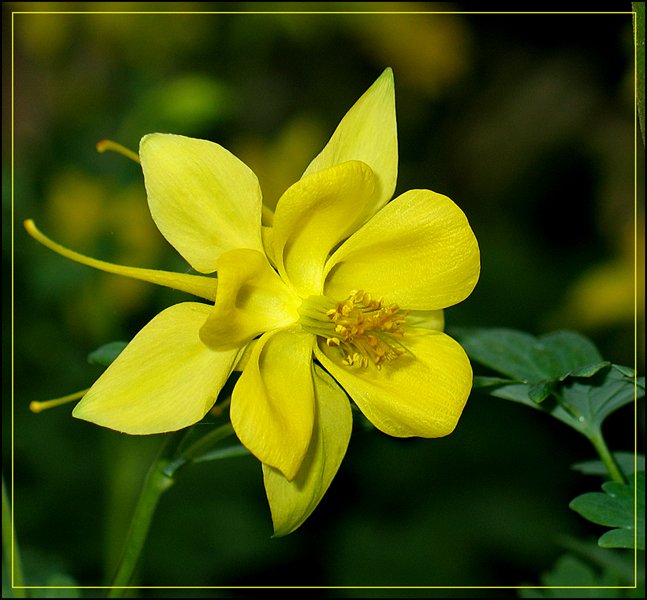 yellow elegance