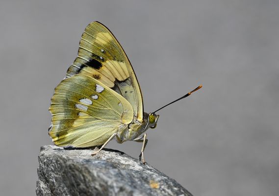 Yellow Emperor / Euapatura mirza
