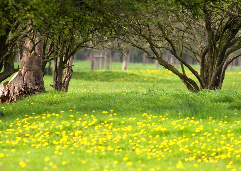 Yellow Explosion