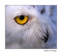 Yellow Eye