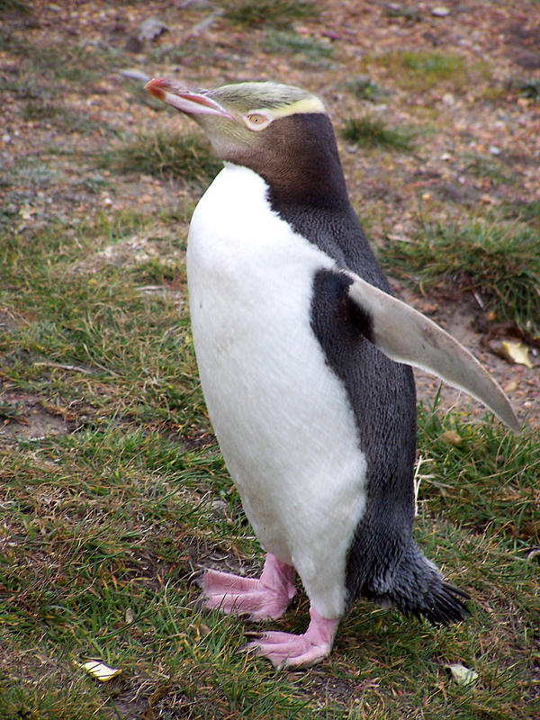 Yellow Eye Penguin