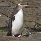 Yellow Eyed Penguin