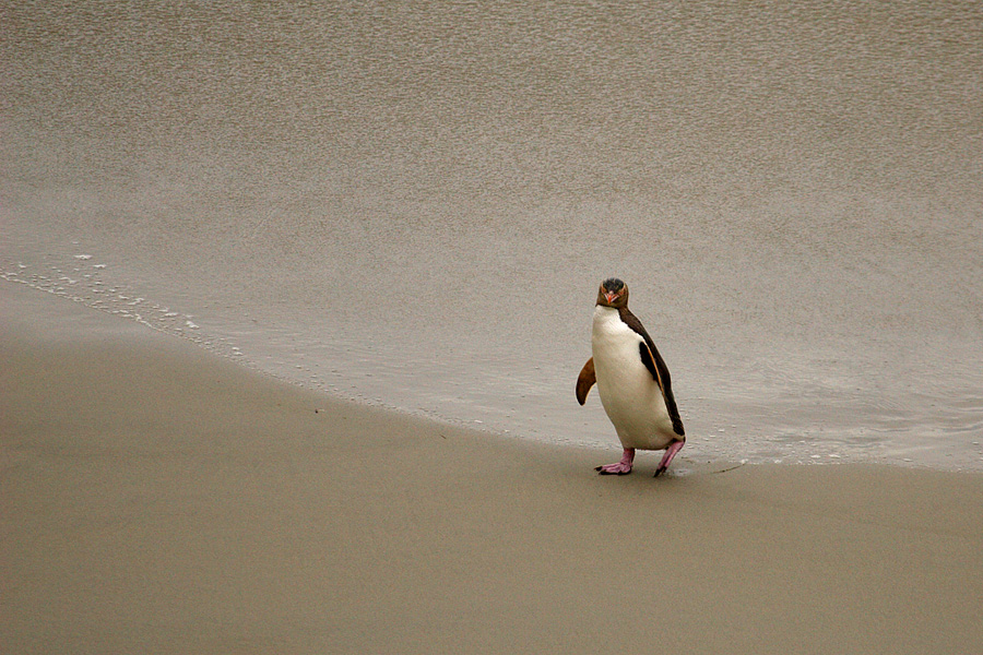 YELLOW EYED PENGUIN