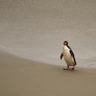 YELLOW EYED PENGUIN