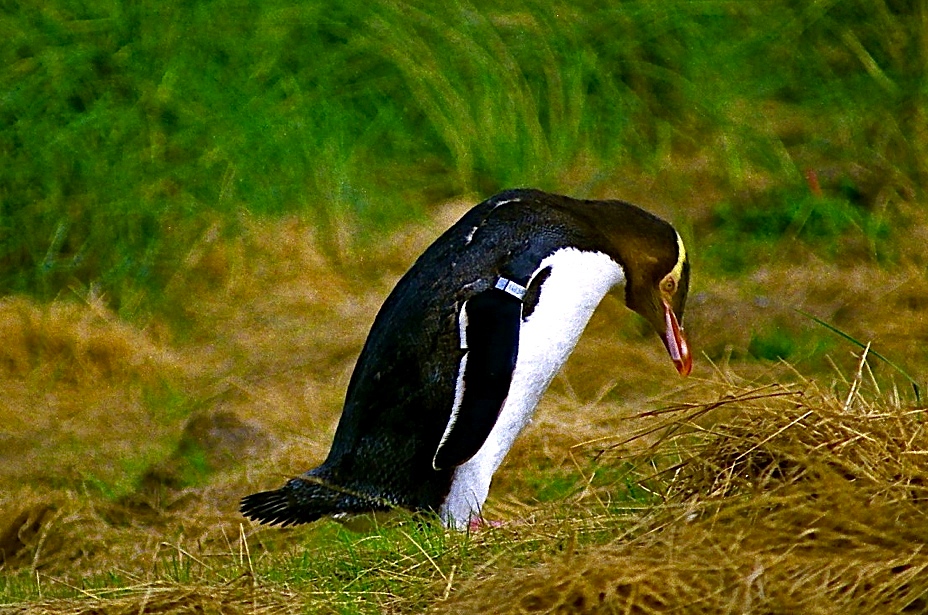 Yellow-eyed Penguin