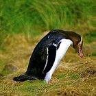 Yellow-eyed Penguin