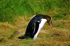 Yellow-eyed Penguin