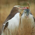 Yellow-Eyed-Penguin