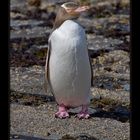 Yellow-eyed Penguin