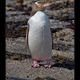 Yellow-eyed Penguin