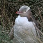 Yellow-Eyed Penguin