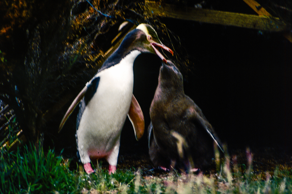 Yellow-eyed Penguin