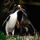 Yellow-eyed Penguin