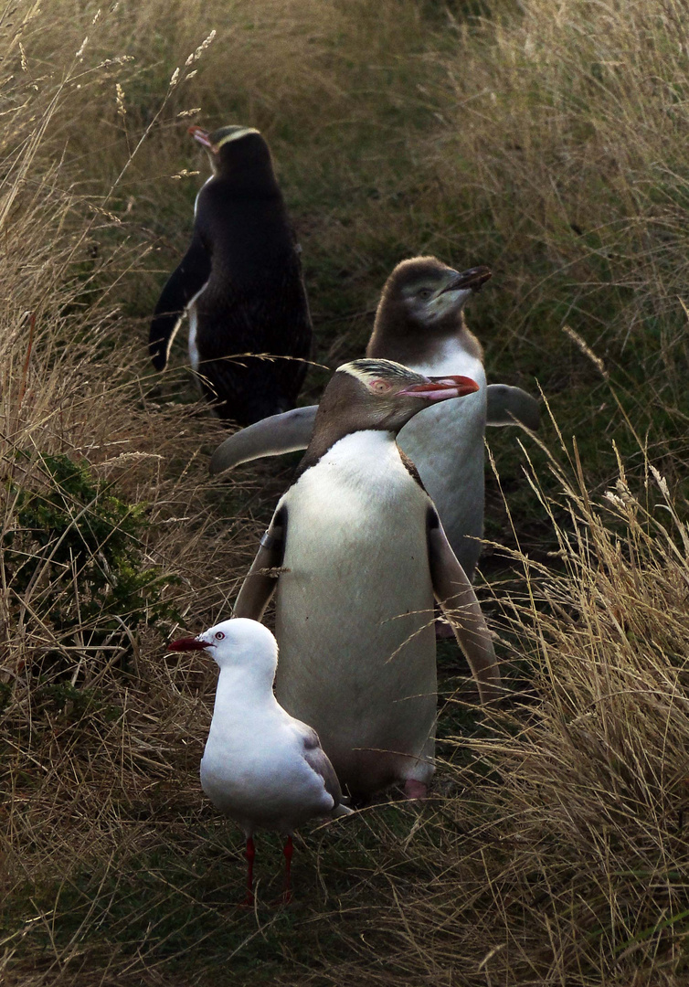 yellow eyed penguin family