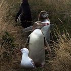 yellow eyed penguin family