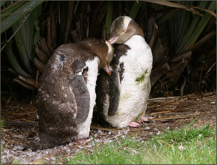 yellow- eyed penguins