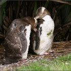 yellow- eyed penguins