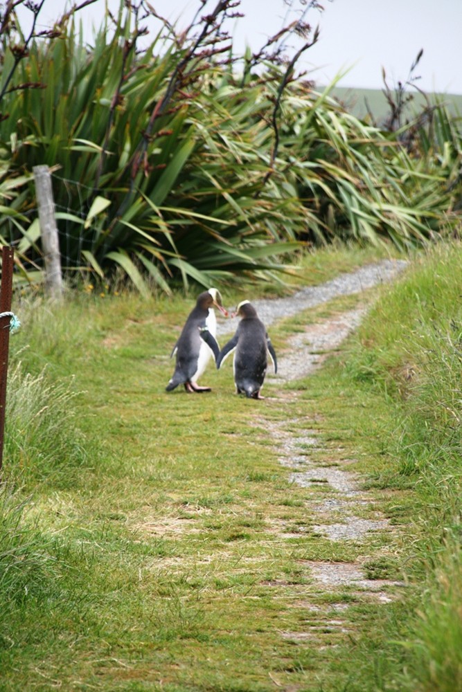 yellow-eyed penguins in love