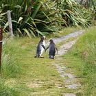 yellow-eyed penguins in love