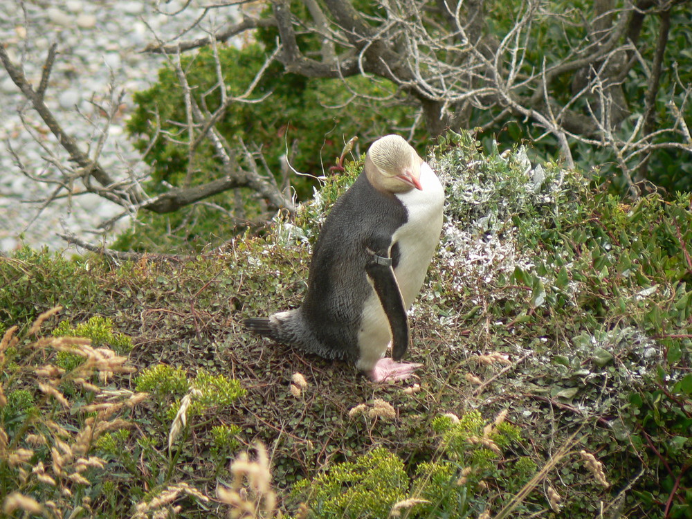 Yellow eyed Pinguin