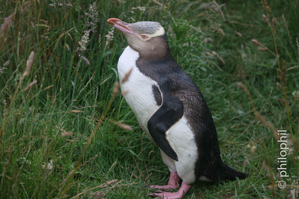 Yellow Eyed Pinguine