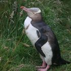 Yellow Eyed Pinguine