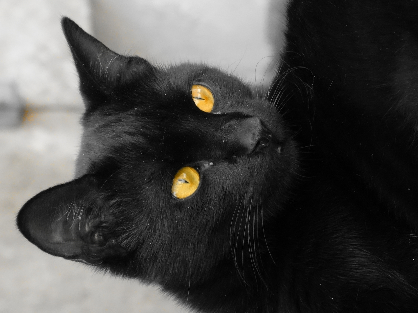 yellow eyes