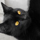 yellow eyes