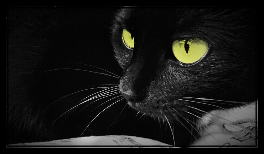 Yellow Eyes