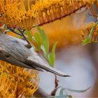 Yellow-faced honeyeater