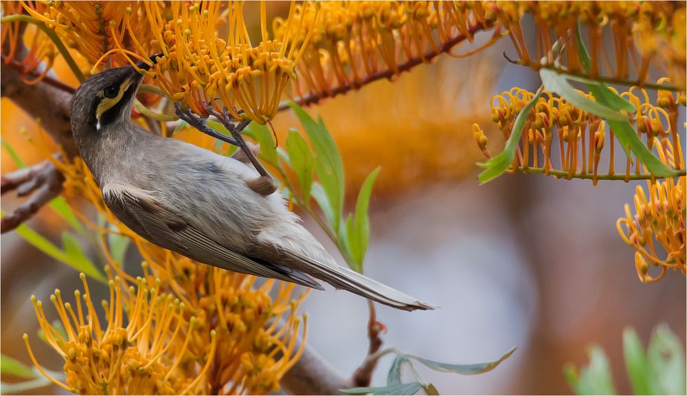 Yellow-faced honeyeater