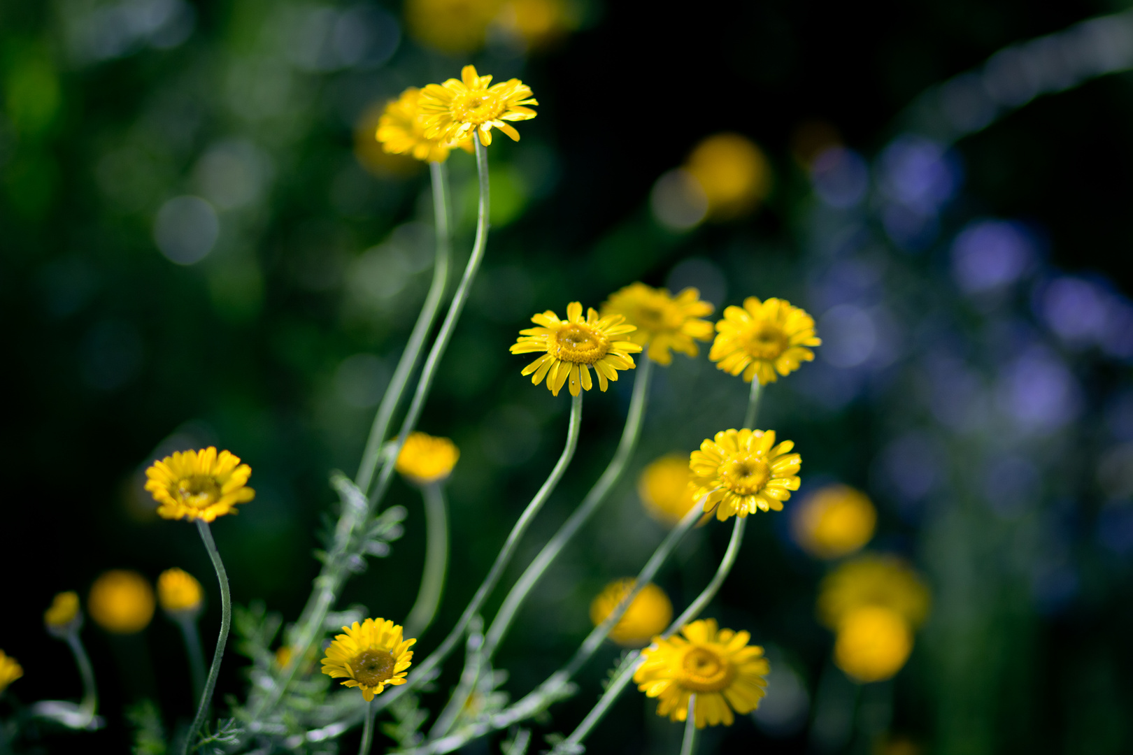 yellow fellows