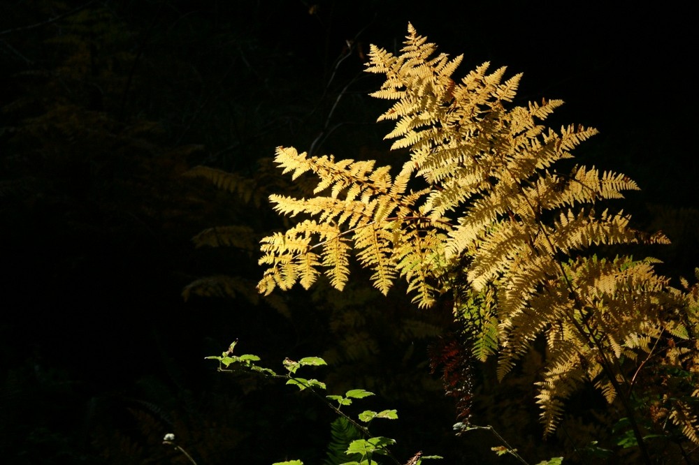 Yellow Fern