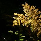 Yellow Fern