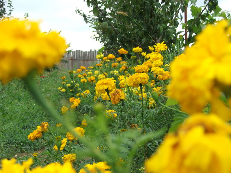 Yellow field